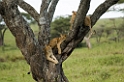 Serengeti treelionr00